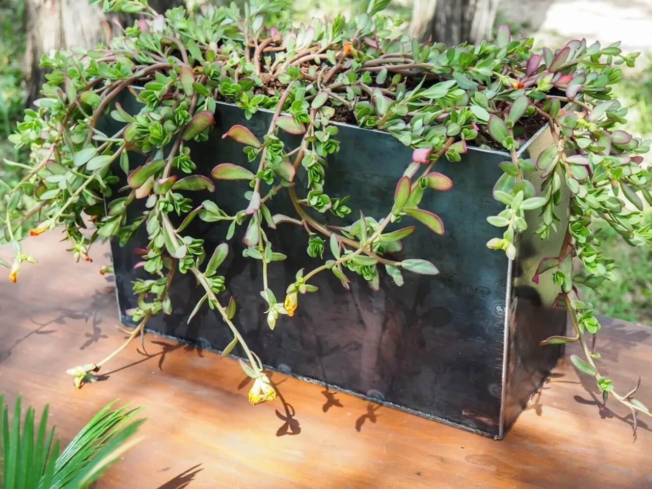 A plant that is growing in the middle of a table.